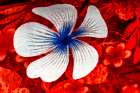 Colorful Polynesian textile, Waikiki, Honolulu, Oahu, Hawaii. Art Print